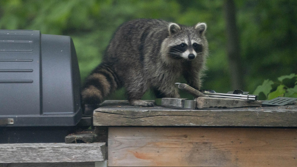 Un premier cas de rage du raton laveur chez un chat au Québec