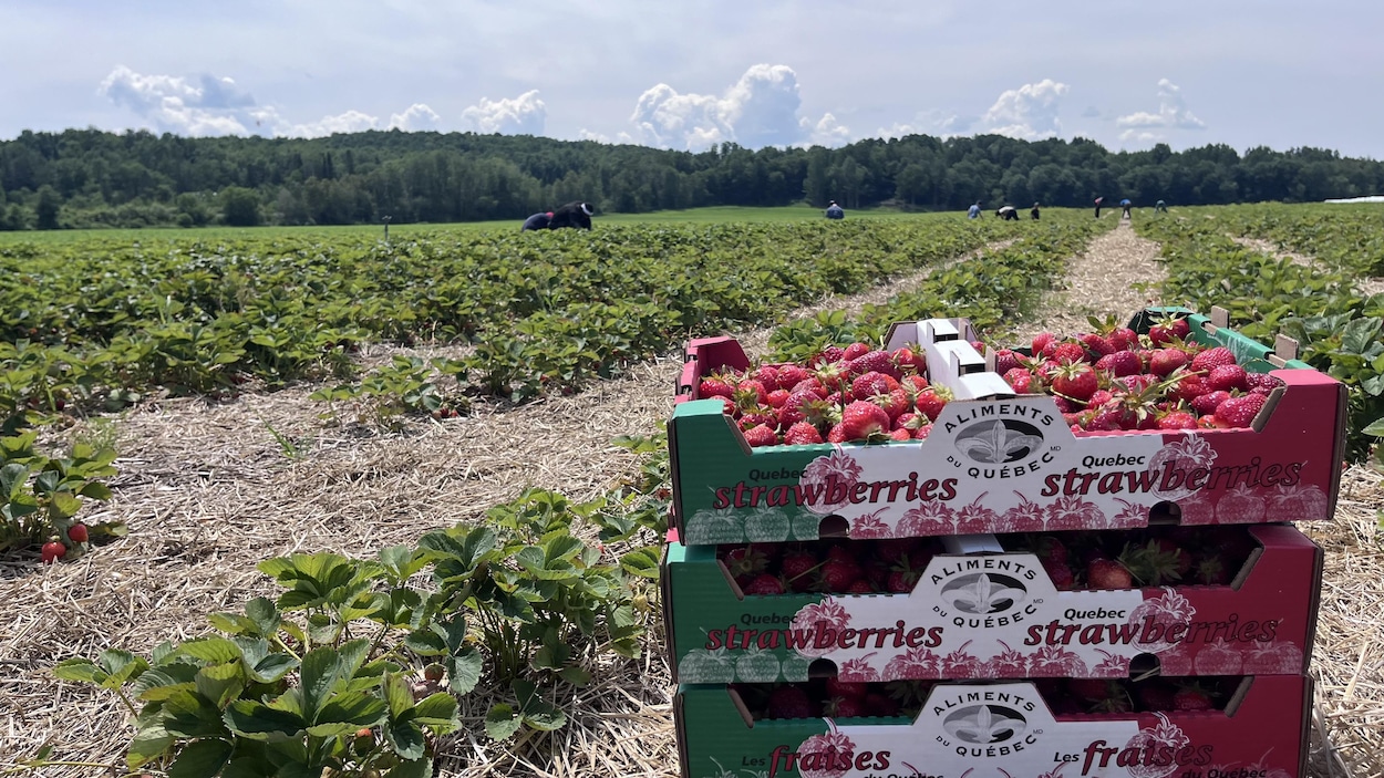 Des fraises goûteuses, mais moins nombreuses chez des producteurs de l’Estrie