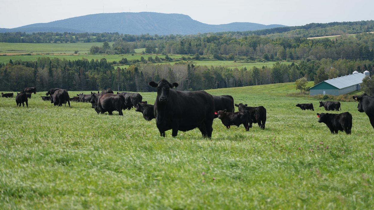 Des producteurs et transformateurs bovins demandent des allègements réglementaires