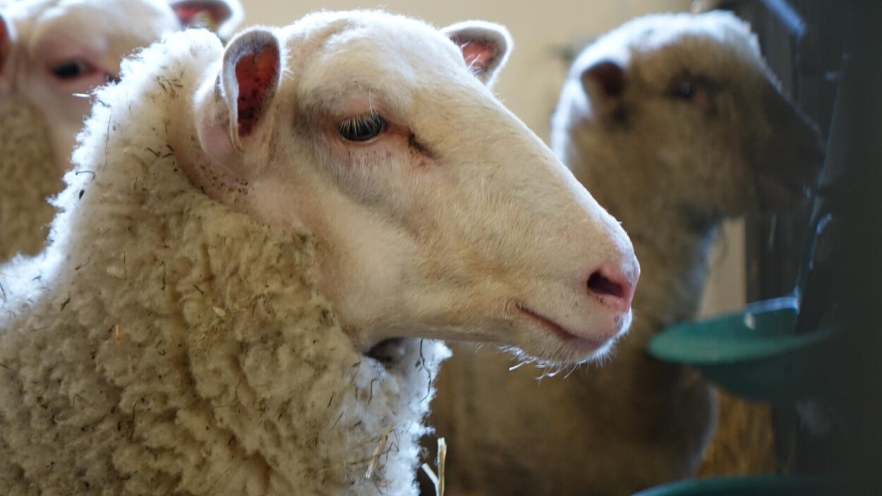 Un gros plan d'une tête d'un mouton.