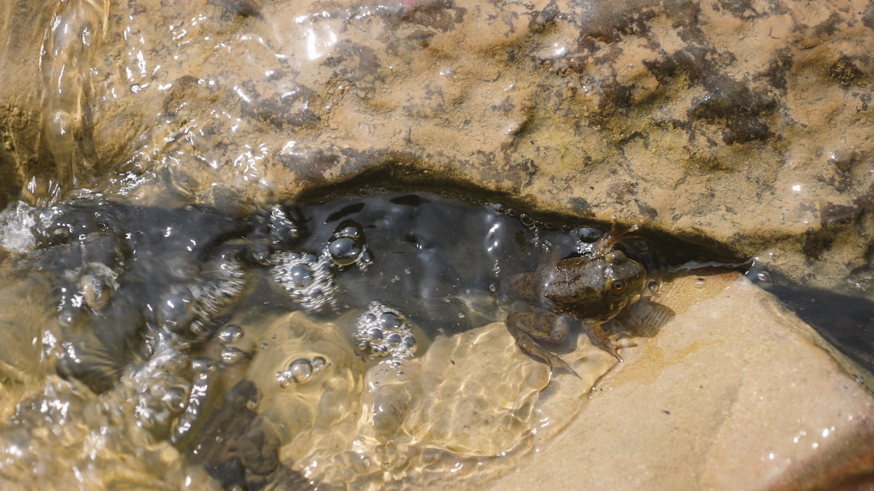 La présence de moules zébrée suspectée dans le Grand lac Macpès