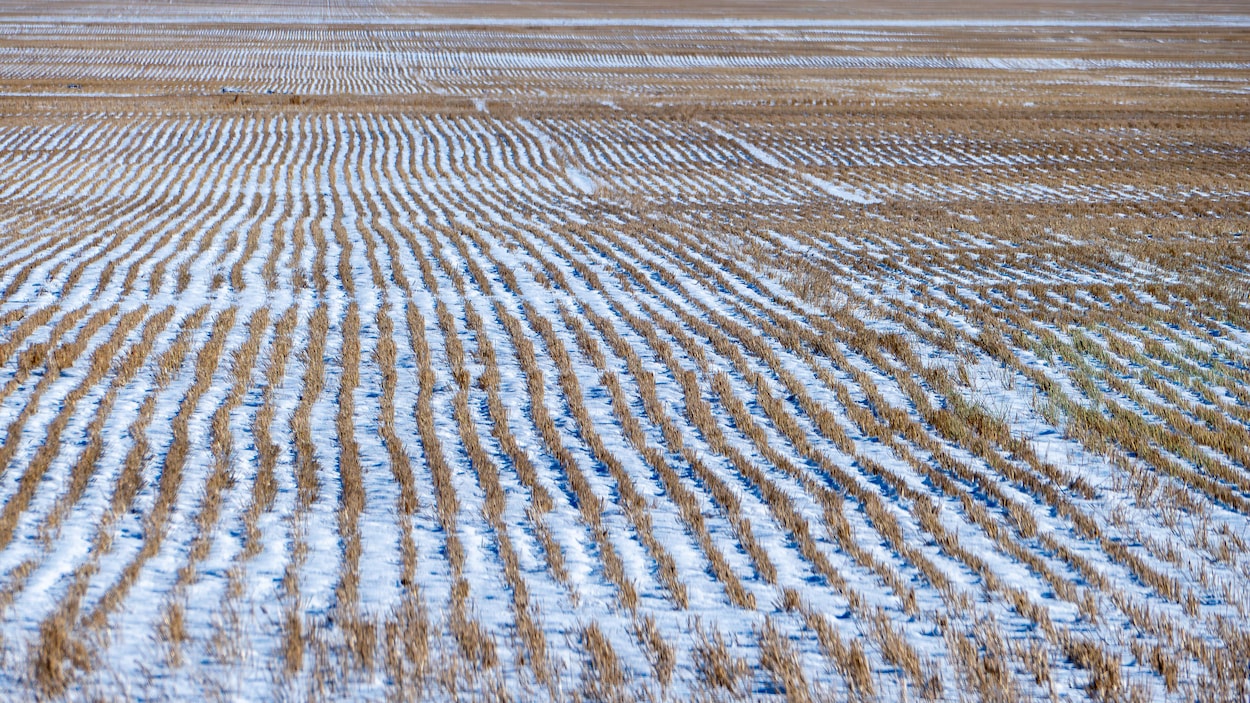 Les revenus agricoles chutent en Saskatchewan, malgré une hausse au pays