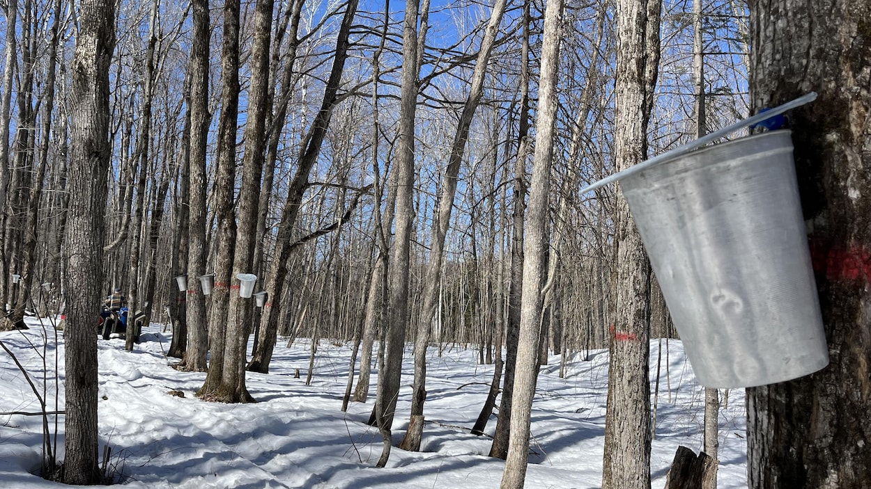 Derniers milles avant le début de la saison des sucres