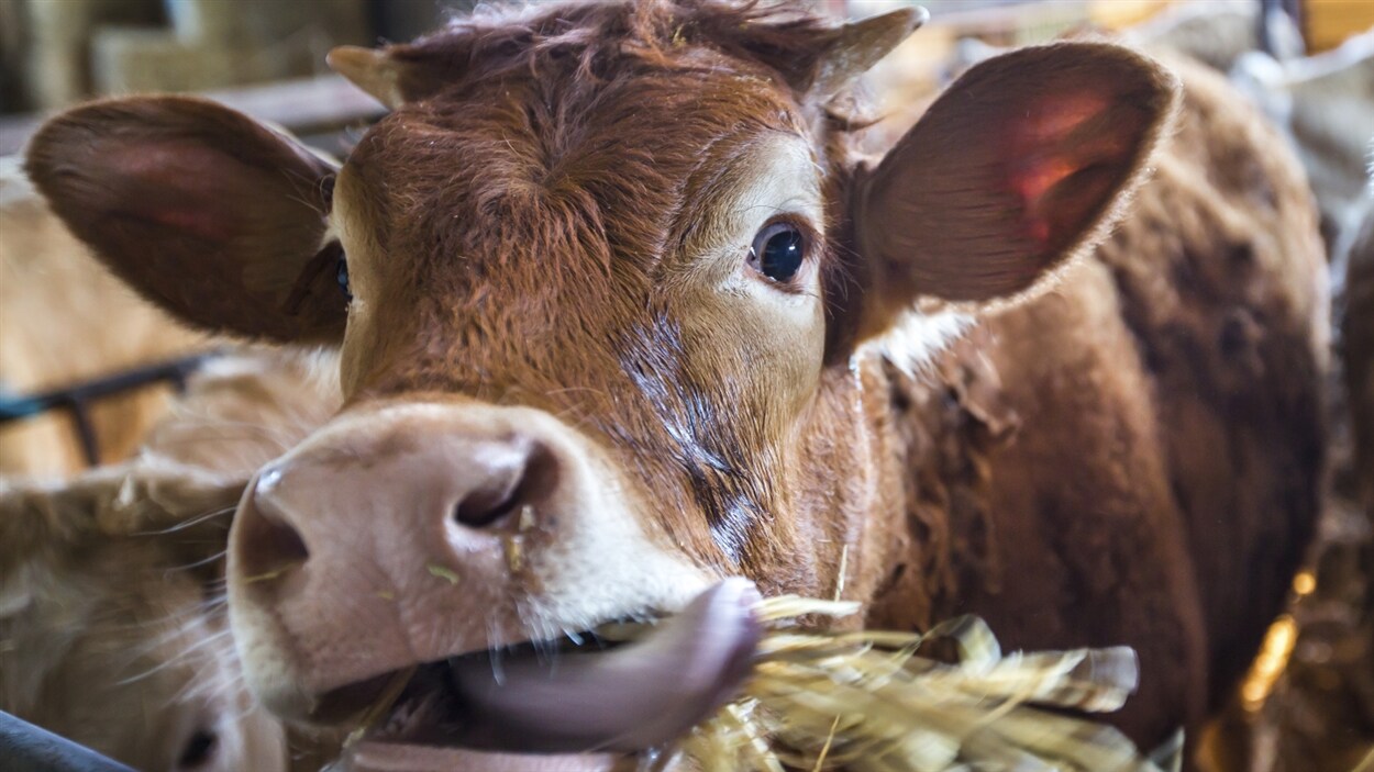La première insémination d'une vache peut marquer un homme comme Marc Laurendeau.