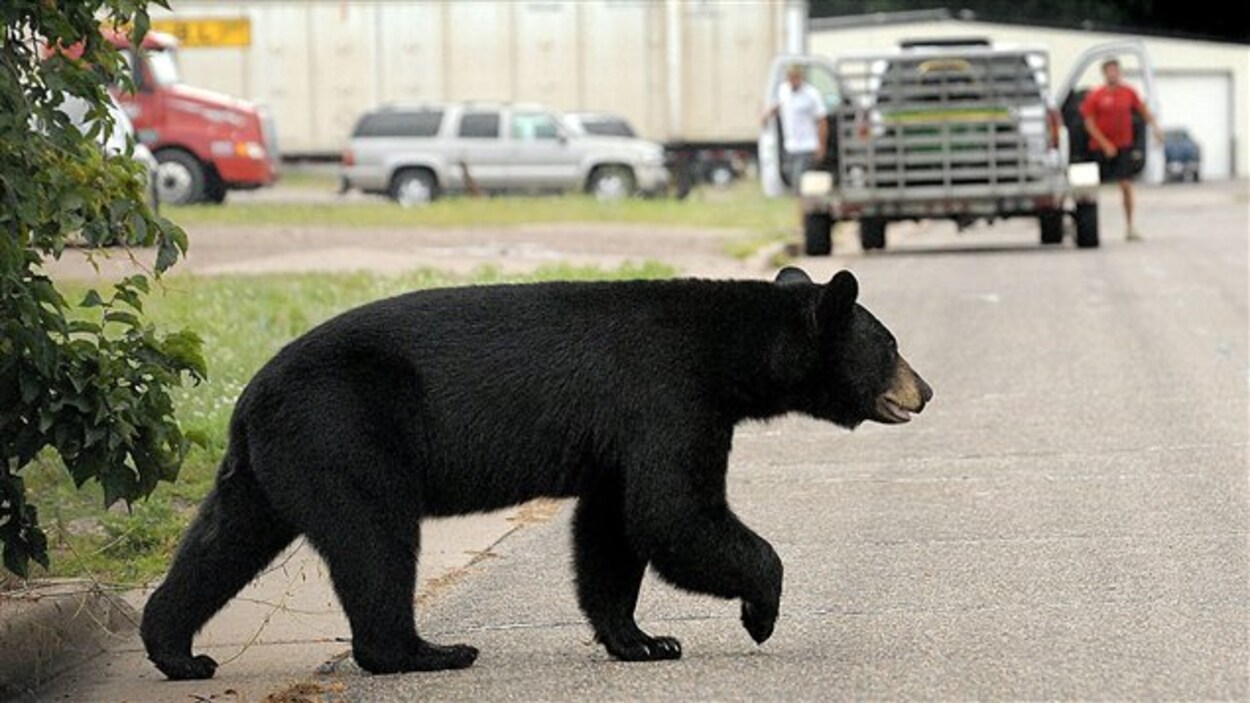 Le ministère des Richesses naturelles cessera le trappage d'ours errants dans les communautés pour les déplacer. Selon le ministre Michael Gravelle, ce programme est inefficace parce que les bêtes retournent dans les communautés.
En revanche, le maire de Nipigon, dans le Nord-Ouest, Richard Harvey, craint qu'avec l'arrêt du trappage, des gens se mettent à abattre les ours noirs. «Ce n’est pas la solution appropriée, mais quel autre choix reste-t-il?», demande-t-il.
Michael Gravelle rejette l’hy