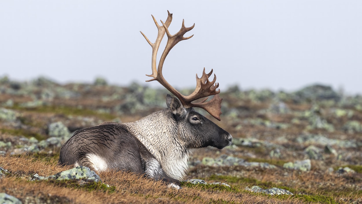 Caribou : Unifor et les Métallos sonnent l’alarme devant l’incertitude ...