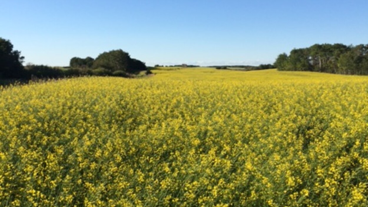 Un champ de canola en fleurs sous un ciel bleu clair.