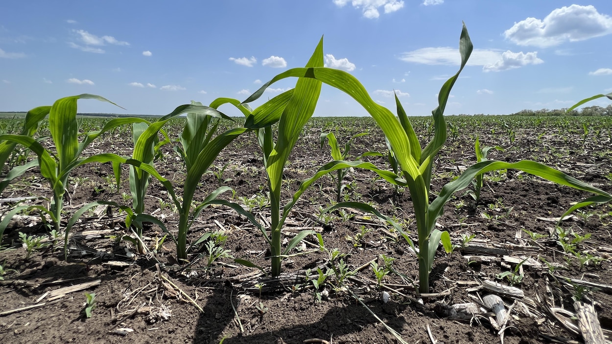 Coupures chez Agriculture Canada : le secteur craint un recul historique de l’innovation