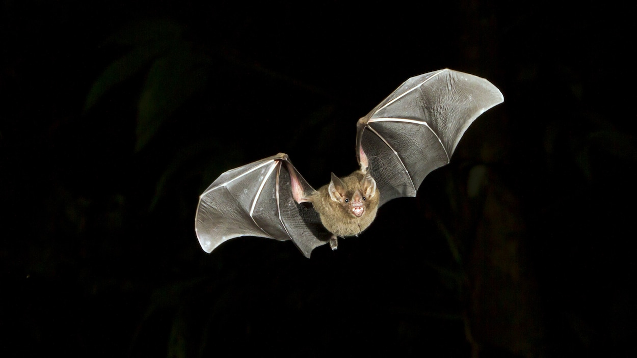 Une chauve-souris en plein vol, la nuit.