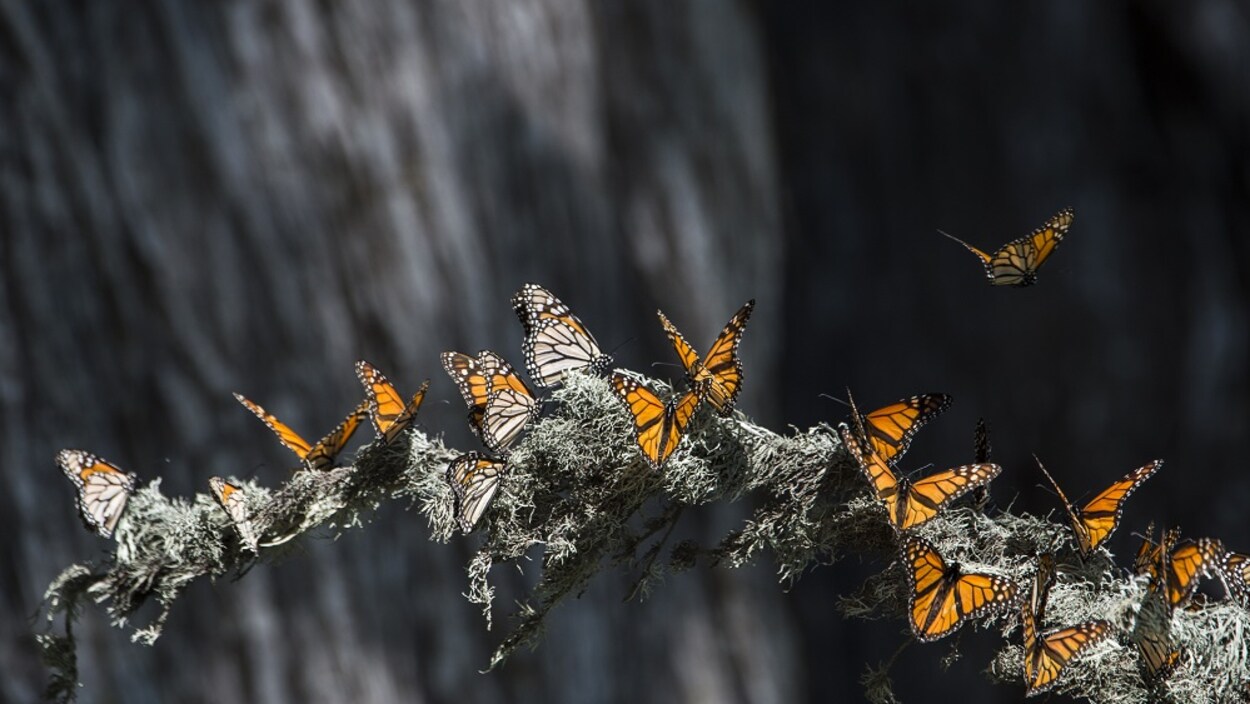 Les monarques migrent vers le sud pour survivre à l'hiver.