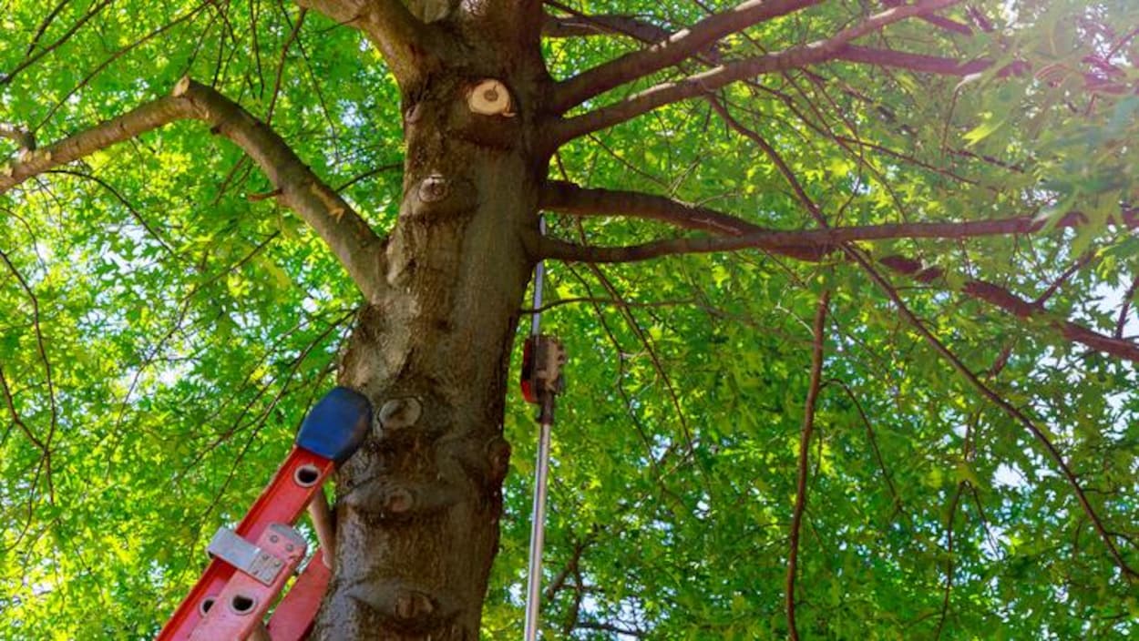 Condamné à payer pour avoir coupé la branche d’un arbre du voisin
