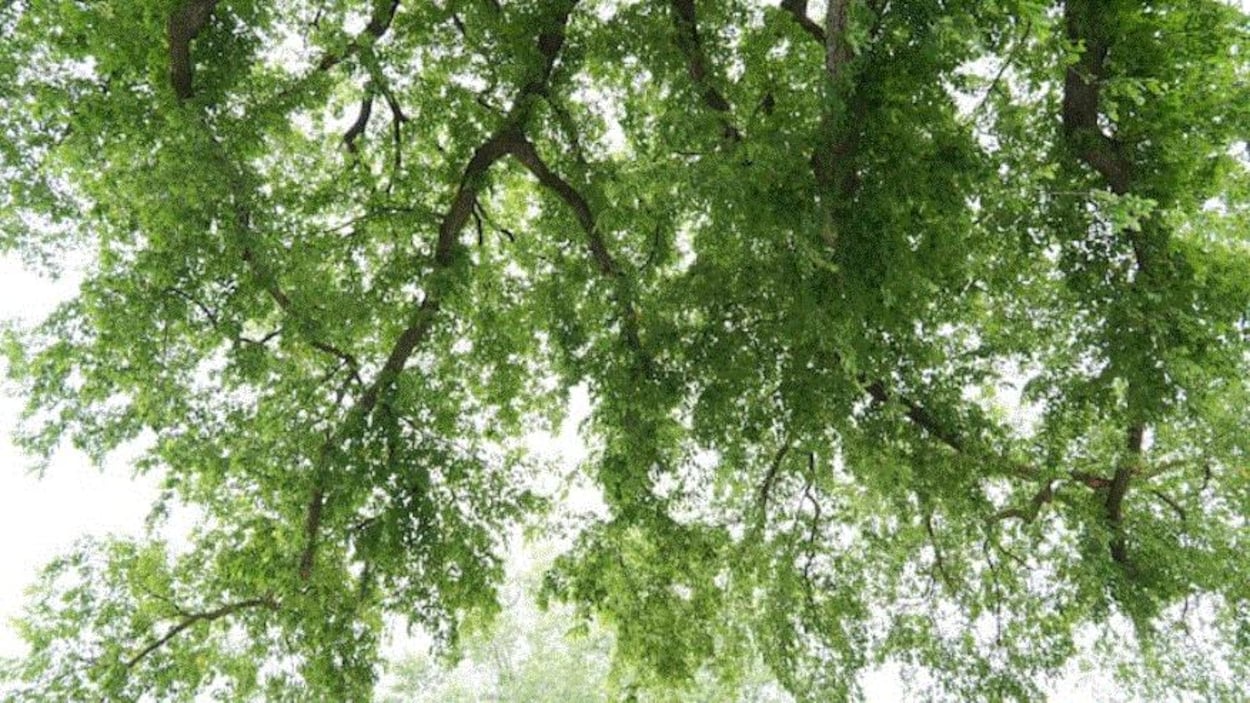 Peut-on couper une branche de l'arbre du voisin?