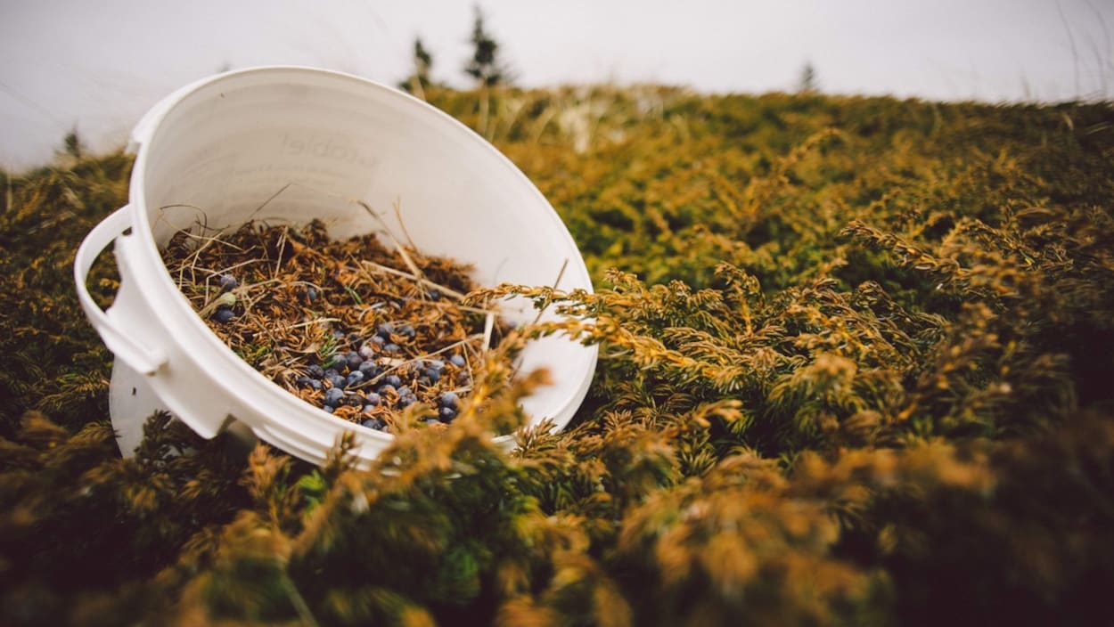 Une chaudière dans des plants de genévrier.