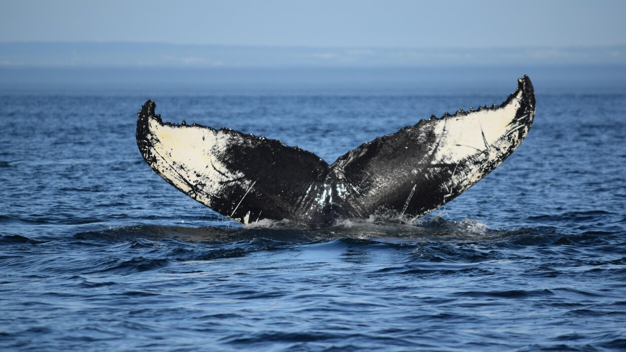 La queue d'une baleine à bosse.