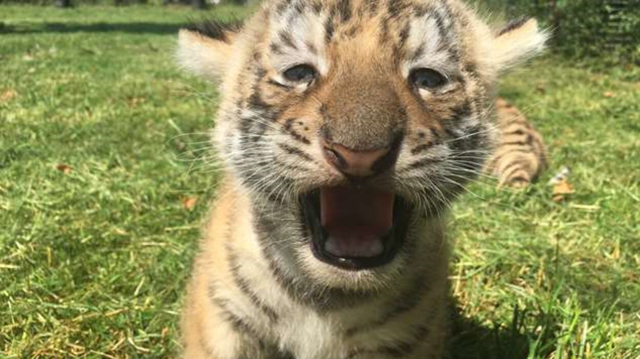 Des Animaux Bientot Vaccines Contre La Covid 19 Au Zoo De Moncton Radio Canada Ca