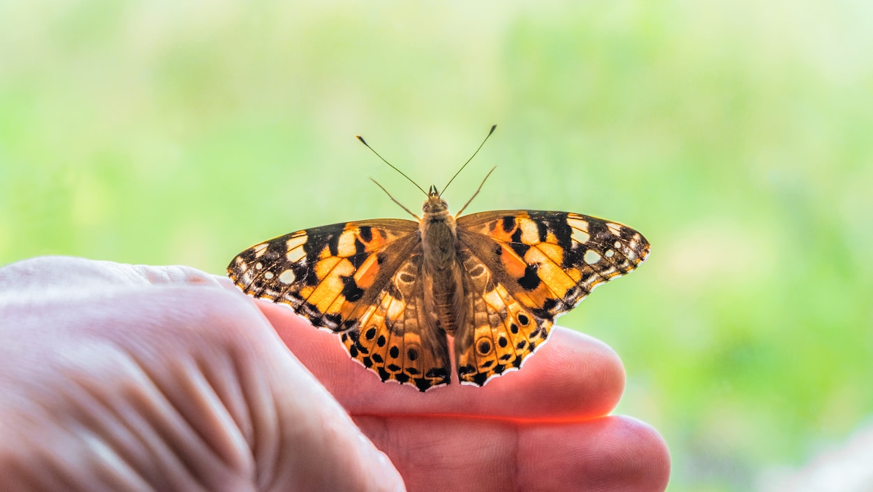 La belle dame, un papillon migrateur diurne
