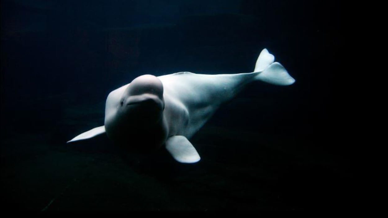 Un béluga dont la blancheur éclate dans la noirceur des eaux profondes.