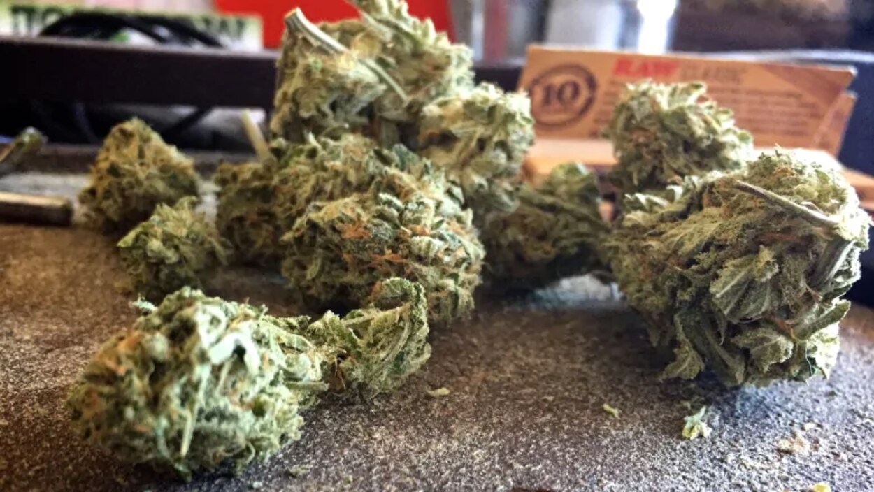 Du cannabis en fleurs séchées.