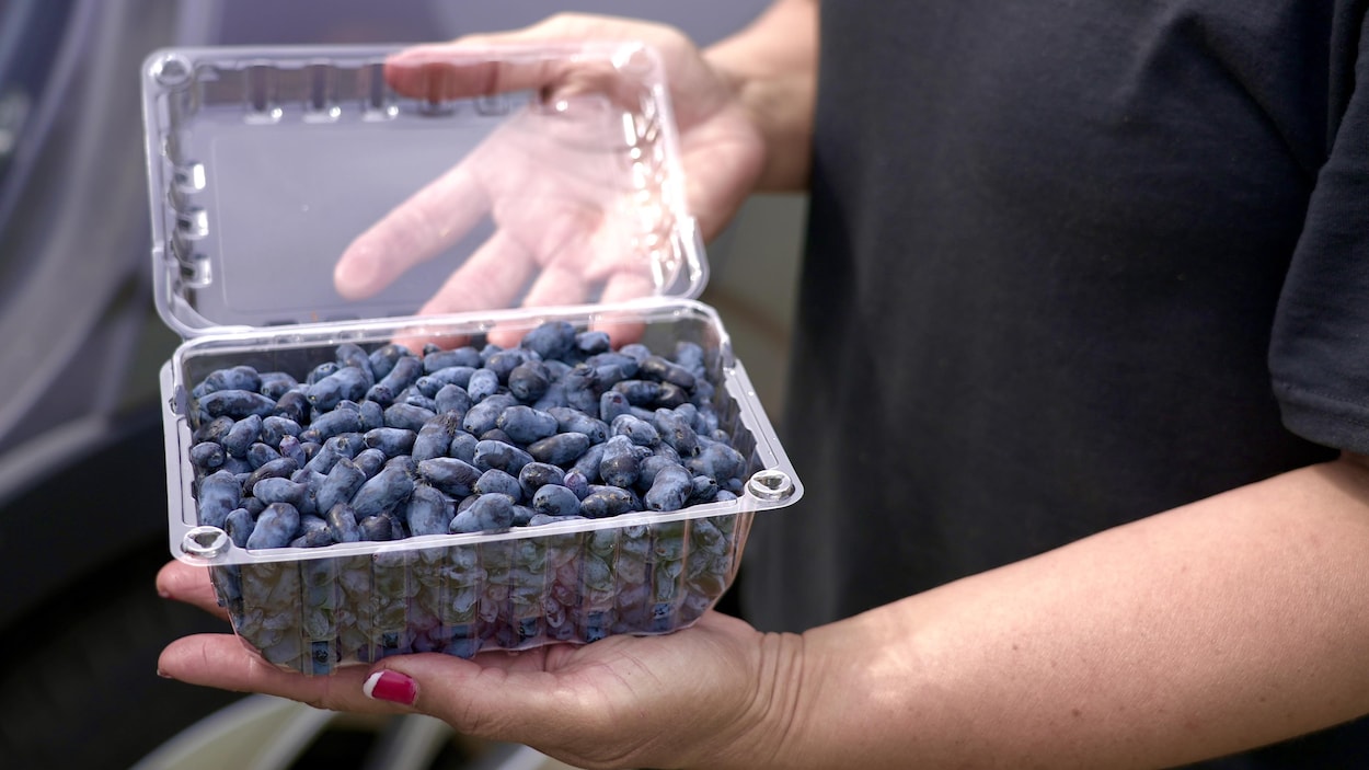 La camerise, un petit fruit nordique qui gagne à être connu… et cultivé