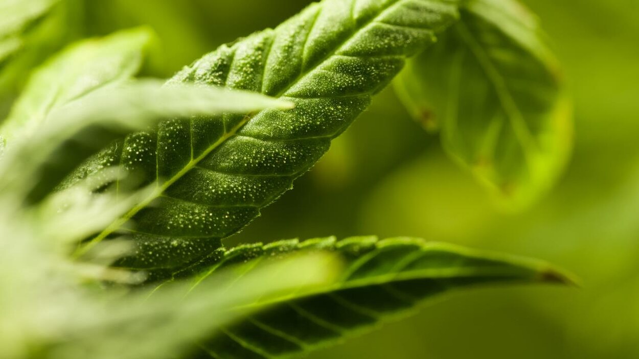 Très gros plan sur une feuille verte de cannabis.