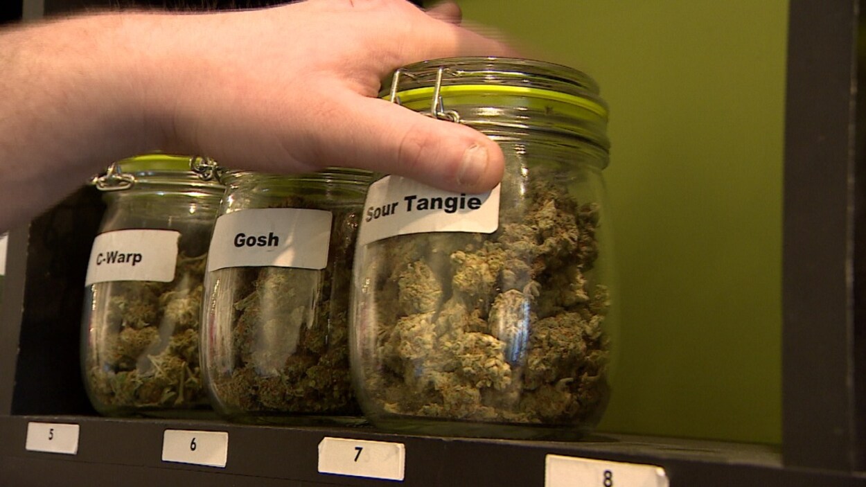 Trois variétés de cannabis disposés dans des pots Masson. Trois variétés de cannabis disposés dans des pots Masson.