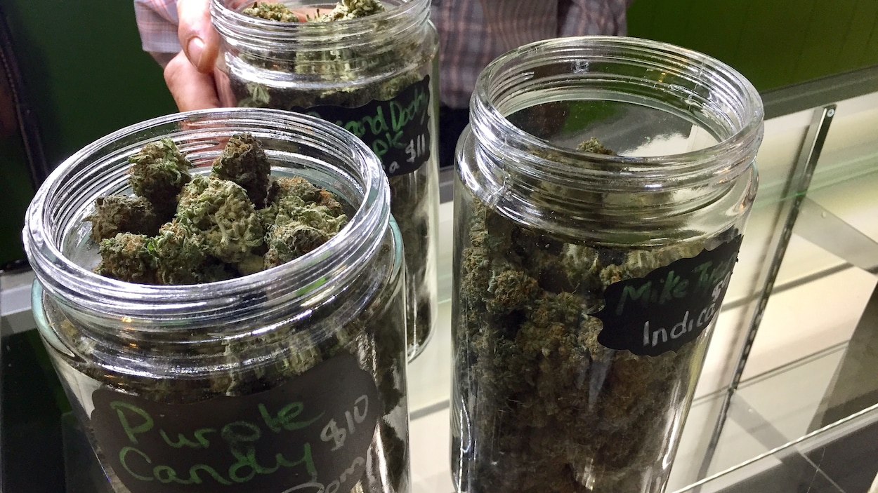 Trois pots contenant de la marijuana