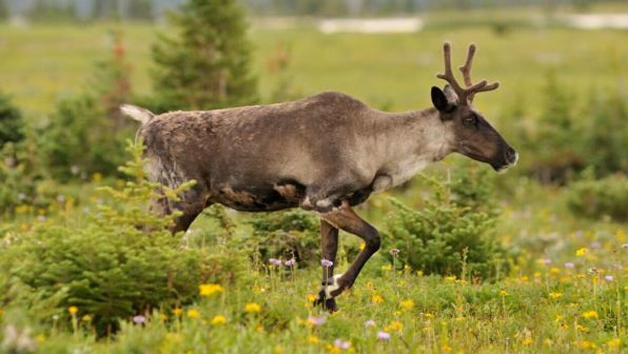Un caribou traverse un pré.