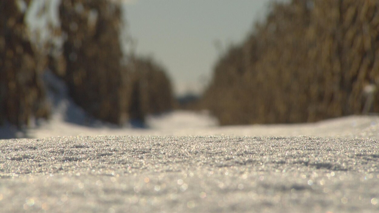 La neige recouvre un champ de maïs.