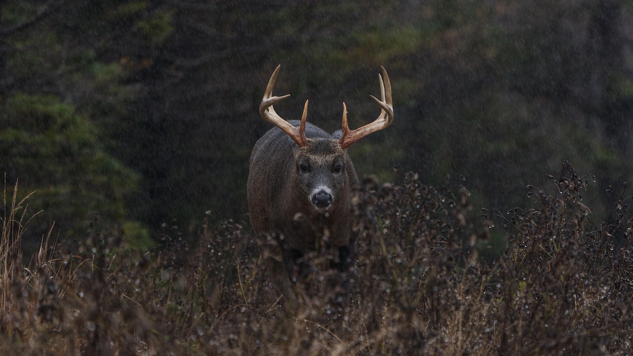 Un chevreuil au regard franc sous la pluie.