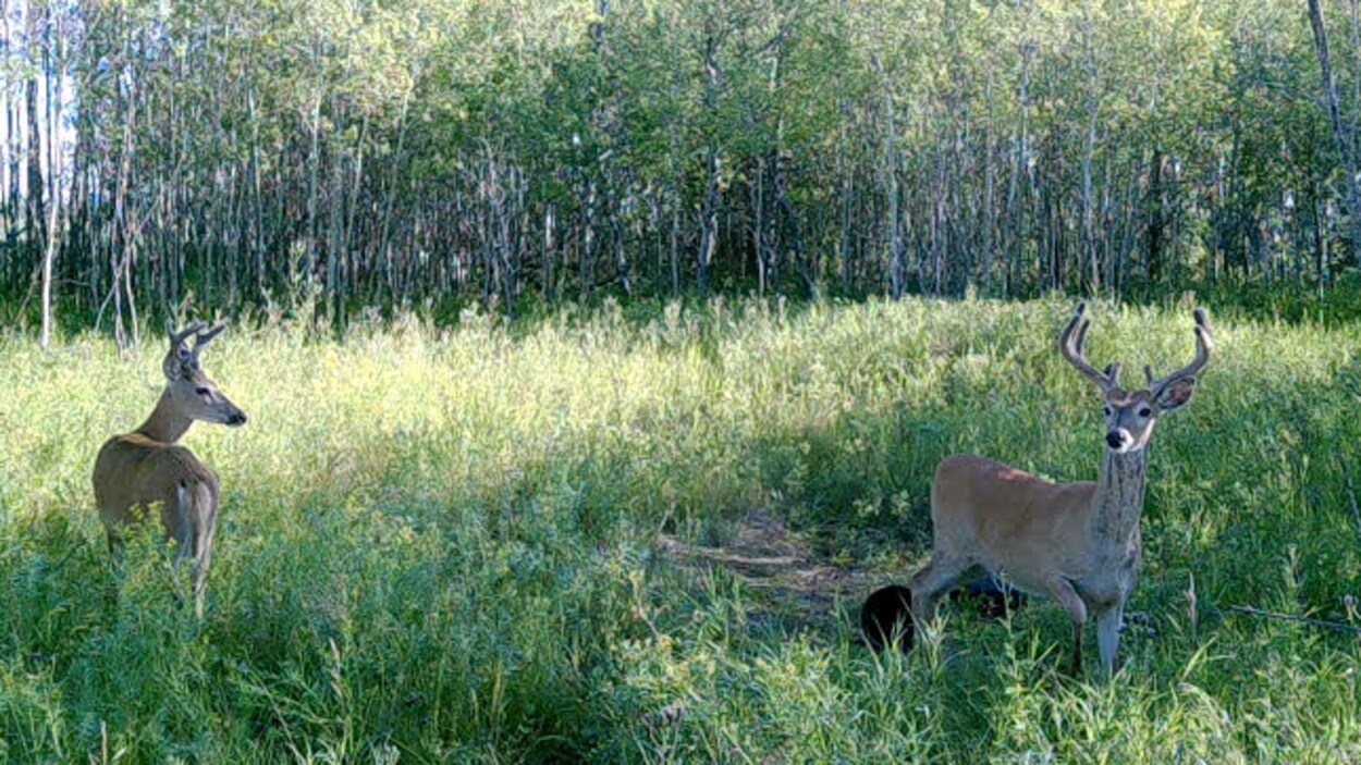 Deux cerfs de Virginie dans un boisé près de Regina, en Saskatchewan
