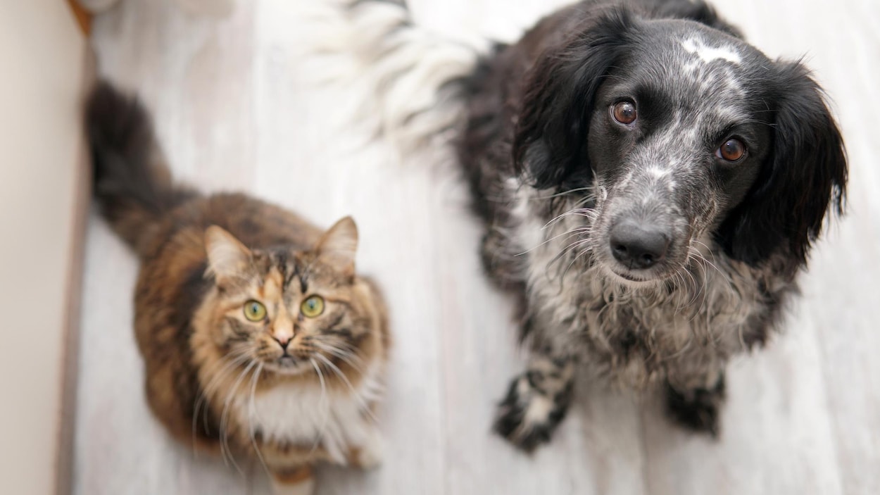 L’inflation force des propriétaires d’animaux de compagnie à faire des choix difficiles
