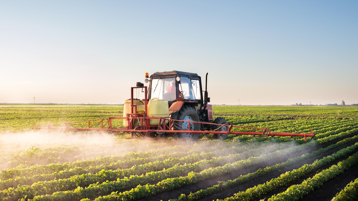 Réautoriser des pesticides interdits?