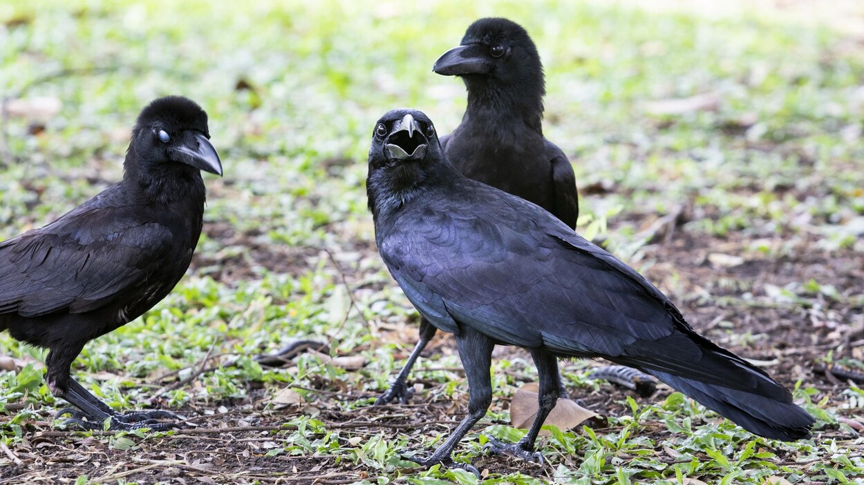 West Nile virus found in birds in Northeast