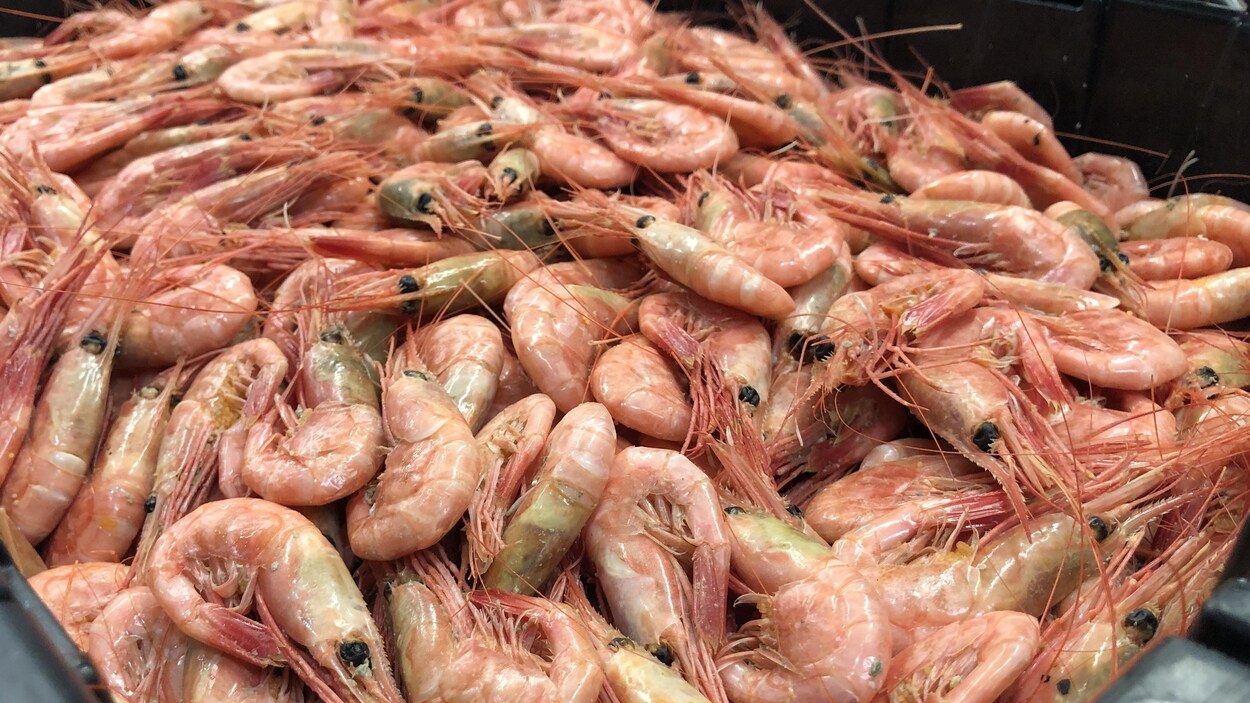 Une usine de transformation de crevettes garde le cap à Gaspé | Info