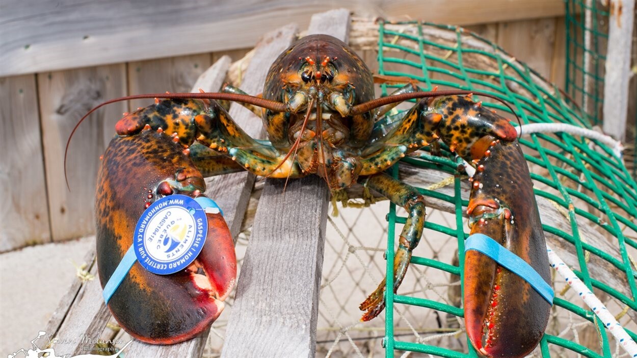 Un homard sur une cage de pêche