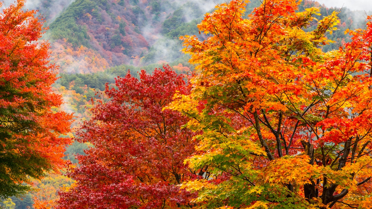 Les secrets des feuilles d'automne