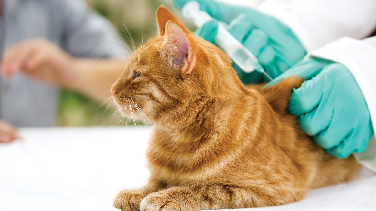 Un chat se fait piquer avec une seringue par un vétérinaire.
