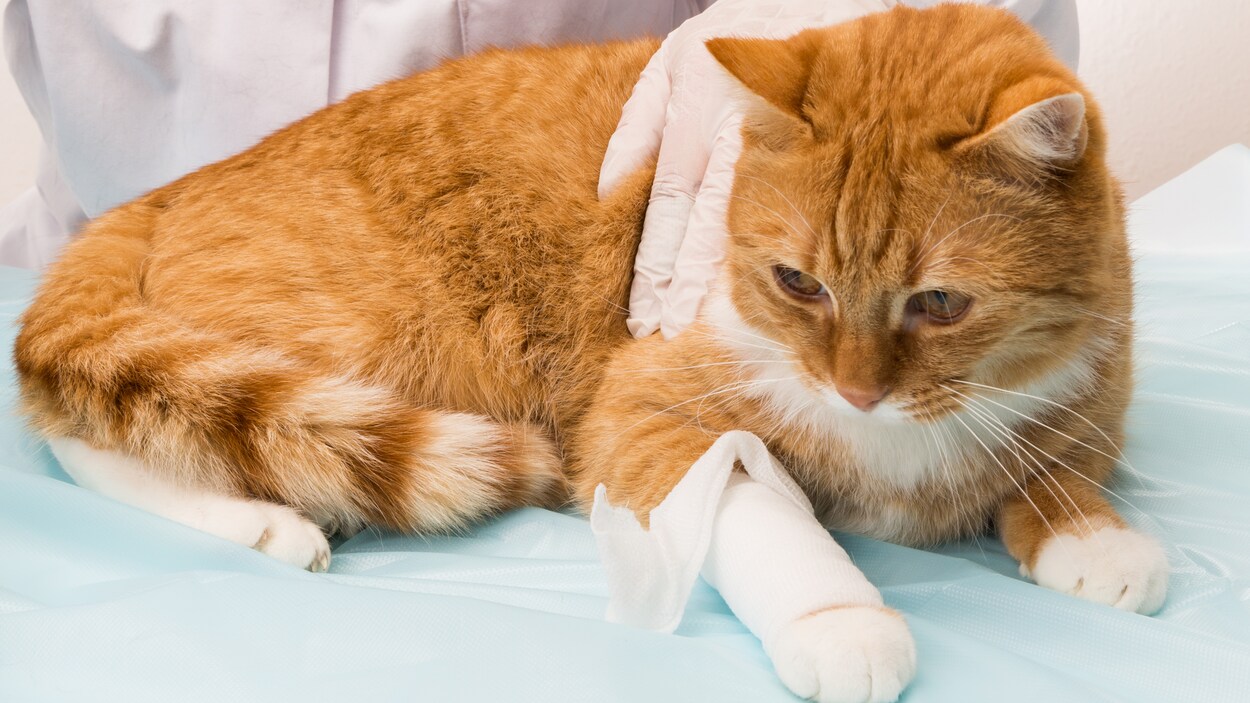 Un chat couleur caramel avec un pansement à une patte. En visite chez le vétérinaire.