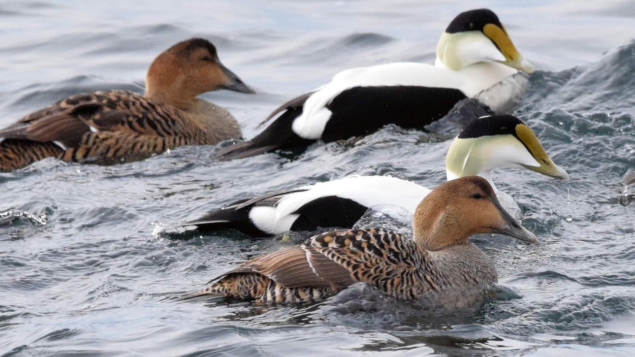 Quatre eiders à duvet mâle et femelle nagent ensemble
