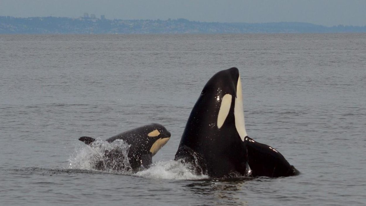 Un épaulard adulte a la tête relevée, à sa gauche un animal plus jeune saute, on lui voit le haut du corps et l'aileron. En arrière-plan, au loin, la côte avec quelques bâtiments.