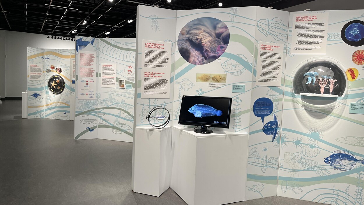 Marine creatures of the St. Lawrence in the spotlight at the Côte Nord Regional Museum