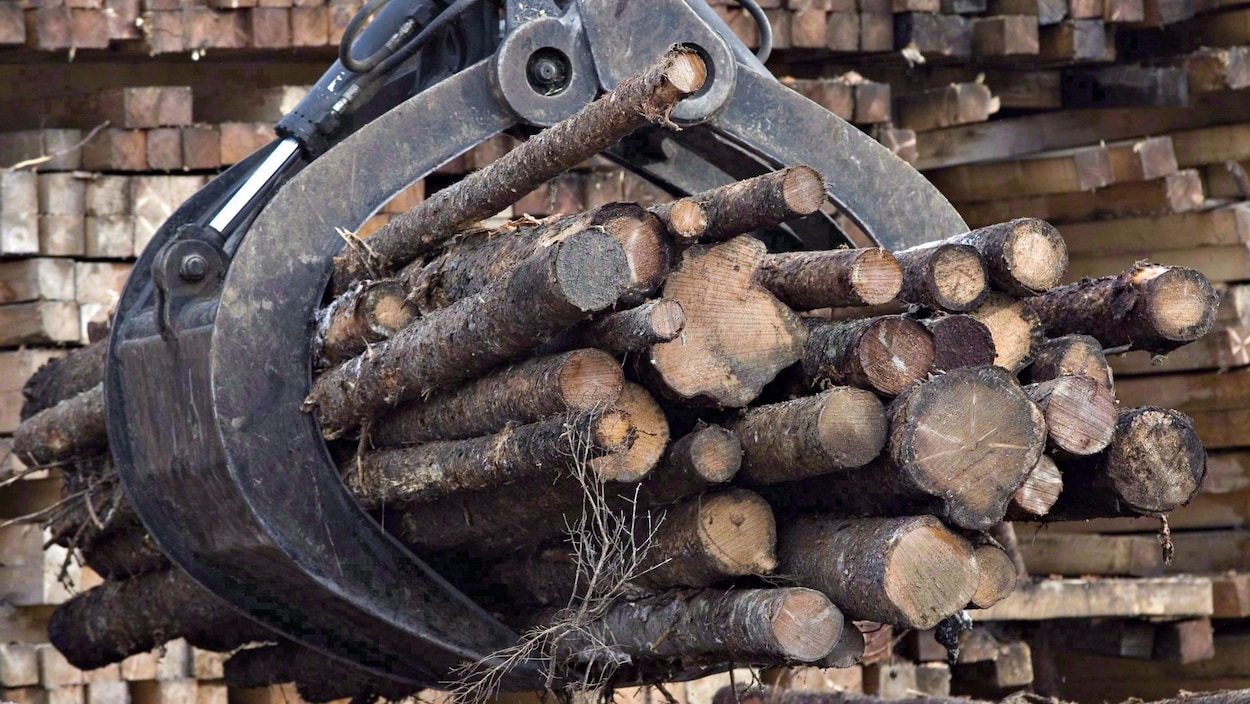 Des billes de bois lors d'opérations forestières