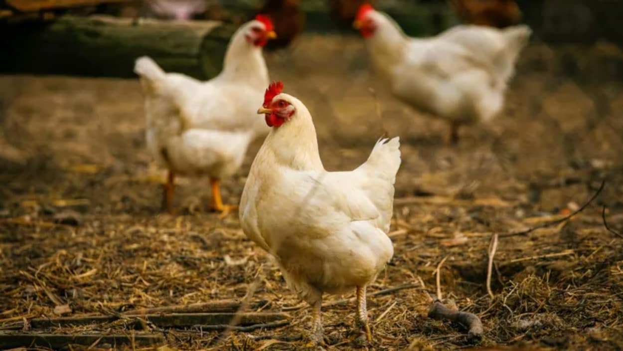 First suspected case of avian flu contracted in Canada by a human