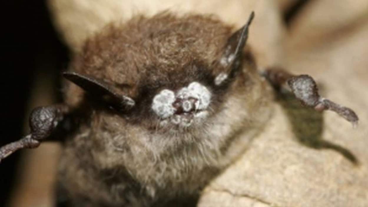 Une chauve-souris atteinte du SMB.