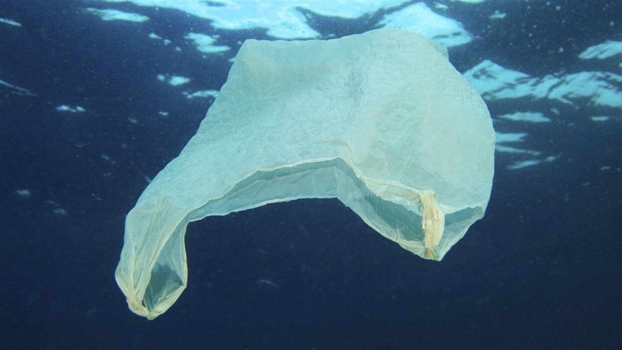 Un des milliards de sacs de plastique à la dérive dans les océans. Un des milliards de sacs de plastique à la dérive dans les océans.