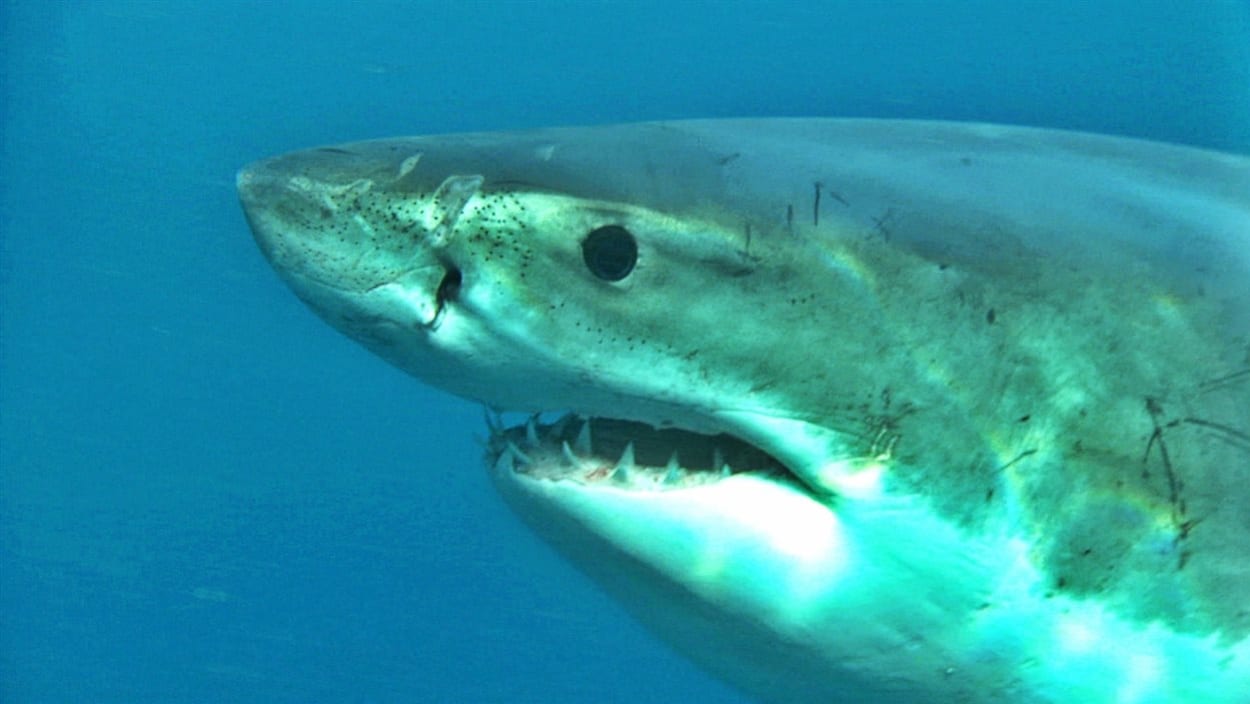 La tête d'un requin blanc La tête d'un requin blanc