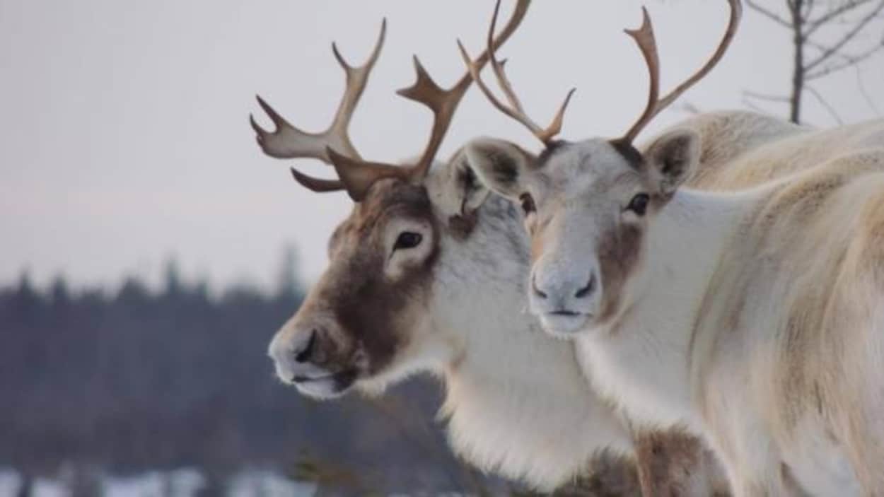 Des caribous en gros plan, en arrière plan, une forêt.