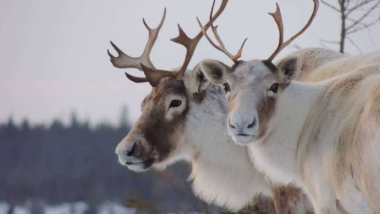 Des caribous. Des caribous.