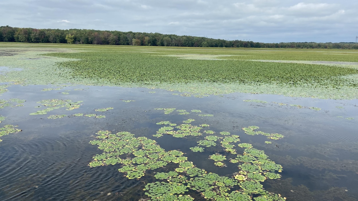 Des plantes envahissantes menacent les plans d’eau du Québec