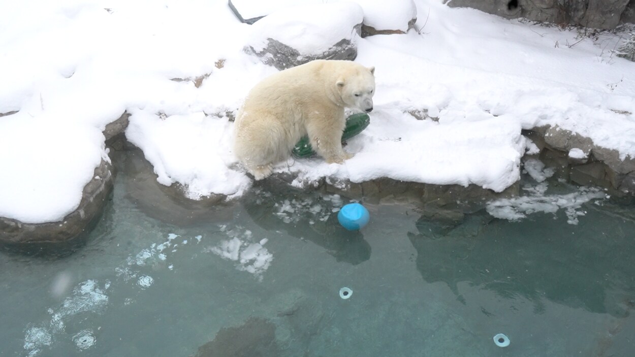 Un ours polaire à l'Habitat de l'ours polaire de Cochrane.